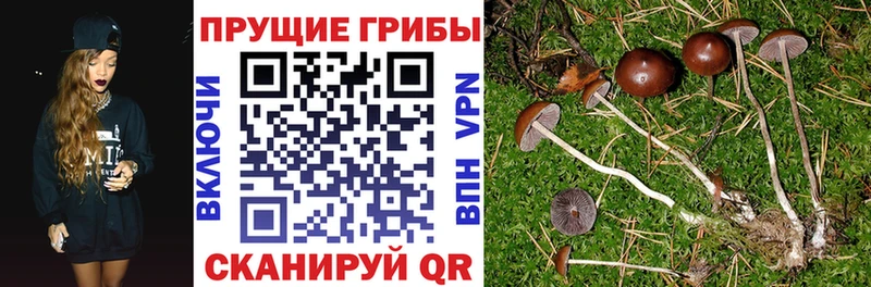 Галлюциногенные грибы мицелий  купить  цена  Городовиковск 